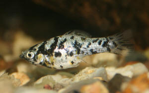 MYADDICTION Small Aquarium Fish Net with Extendable Long Handle